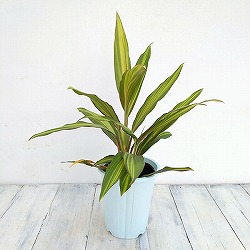 コルジリネ（コルディリネ）：クリスタル　4号鉢入り