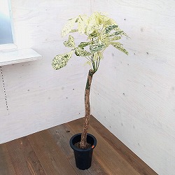 パキラ：ミルキーウェイ　7号鉢植え