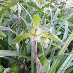 シュンラン：日本春蘭5号ポット[3月頃に開花する野生蘭・にほんしゅんらん・ジジババ]