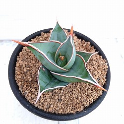 サンスベリア：ピンギキュラ　2.5号鉢植え*