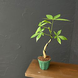 パキラ：グラブラ(実生・曲がり仕立て)　3号鉢植え