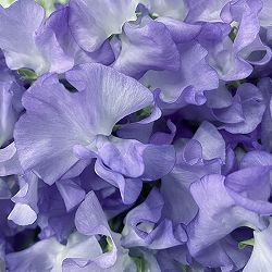 スイートピー：ラベンダー（No.6）3号ポット 2株セット