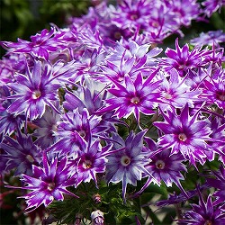 フロックス：ポップスターズ　ディープブルー3.5号ポット