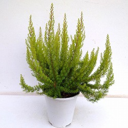 エリカ：アルボレア アルバーツゴールド5号鉢植え