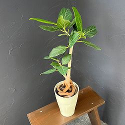 フィカス：ベンガレンシス（根上仕立て）　5号鉢植え*