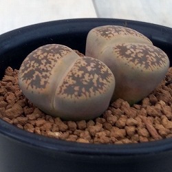 リトープス：弁天玉2.5号鉢植え