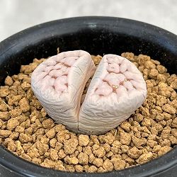 リトープス：網目　寿麗玉2.5号鉢植え