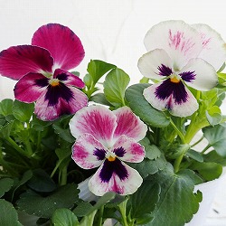 パンジー：よく咲くスミレ ラズベリー3～3.5号ポット 2株セット