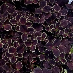 プリンセスクローバー・ダークデビー2.5～3号ポット 12株セット