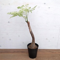 パキラ：ミルキーウェイ　6号ポット