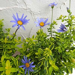 ブルーデージー：キンセイ2.5-3号ポット