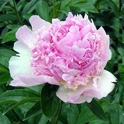 シャクヤク(芍薬):ラズベリーサンダー4号ポット*