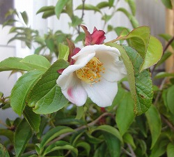 [26年2月中下旬予約]ナツツバキ（夏椿・シャラ）：夜明け前（ピンク花）4号ポット