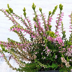 カルーナ：ガーデンガールズ・黄金葉ピンク3号ポット