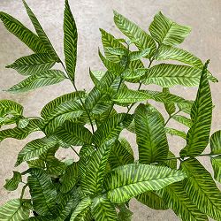 コニオグランメ：エメイエンシス　3号