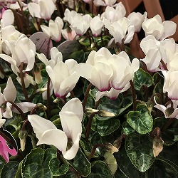 マイクロシクラメン：ゴールデンガール3号ポット 3株セット