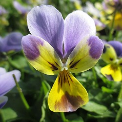 神戸ビオラ：バニー　ブルーフェイスイエロー3.5号ポット 12株セット