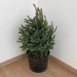 [25年11月中下旬予約]カナダトウヒ：エキニクリスマス5号ポット