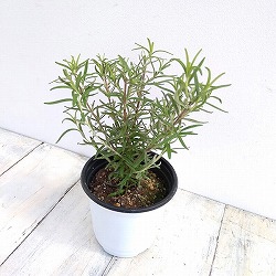 イタリアンハーブ：ローズマリー（立性）：スピーディー3.5号ポット