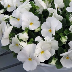 ほふく性ビオラ：フリーフォール　ホワイト3～3.5号ポット