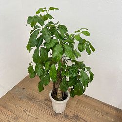 バッサイア（シェフレラ・アクティノフィラ）8号鉢植え