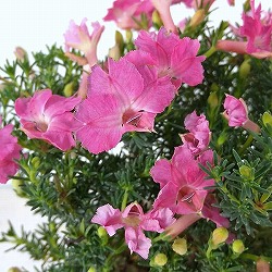 初恋草：アキコレディーパレット3.5号ポット