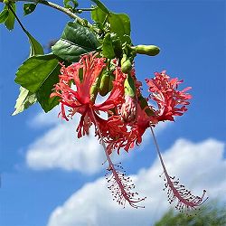 フウリンブッソウゲ（風鈴仏桑華）5号鉢植え