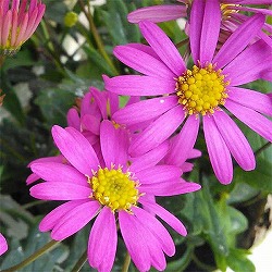 [26年4月上旬予約]ブラキカム：チェリッシュ3.5号ポット