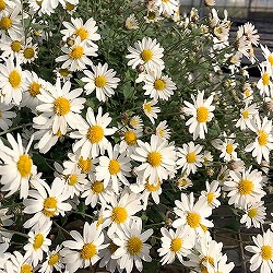 キク（小菊）：さとの　3号ポット