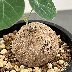 ステファニア：エレクタ　3.5号鉢植え