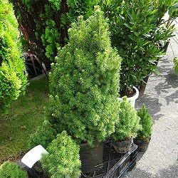 1 大苗 カナダトウヒ コニカ トウヒ ピセアグラウカ 庭