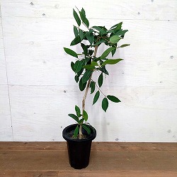 アマゾンオリーブ（ジャンボラン）7号鉢植え