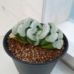 ハオルチア：玉扇　3号鉢植え*