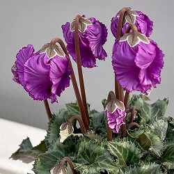 シクラメン：クロシェット（パープル系）3号ポット