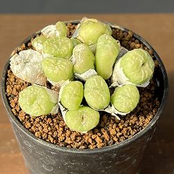 コノフィツム（原種系）：エクティプム 2.5号ポット