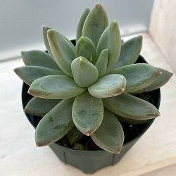 パキフィツム：ヒアリウム　2.5号ポット