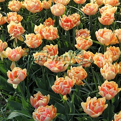 [26年2月中下旬予約]チューリップ：フォクシーフォックストロント1球植え芽出し3号深ポット