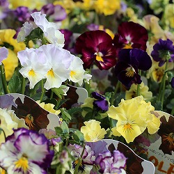 ビオラ：フリフリビオラ　ビオーレ！3号ポット 3株セット