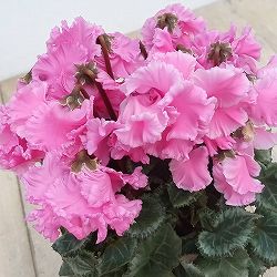 シクラメン：ふわもこ　ピンク系3号ポット 3株セット