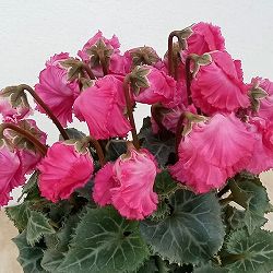 シクラメン：ふわもこ　レッド系3号ポット 3株セット