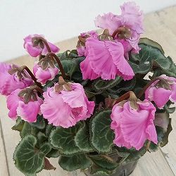 シクラメン：ふわもこ　パープル系3号ポット 3株セット