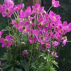 [26年2月中下旬予約]アネモネ：スプリングビューティーピンク11cmポット