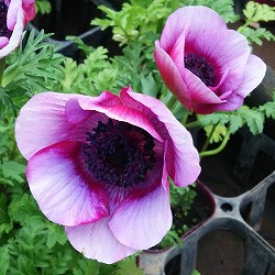 アネモネ：モナリザ ・ワインホワイト（複色）5号鉢植え