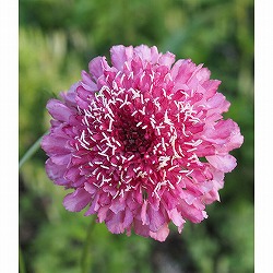 スカビオサ：サーモンピンク3.5号ポット