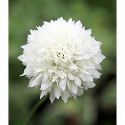 スカビオサ：スノーメイデン3.5号ポット