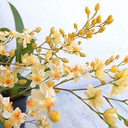 オンシジウム：トゥインクル　フレグランスファンタジー3.5号ポット