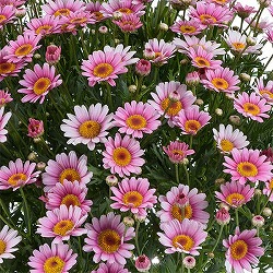 マーガレット：ローリーズ　マシュマロ3.5号ポット