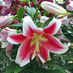 オリエンタルリリー：キャンディークラブ1球