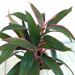 コルジリネ（コルディリネ）：レッドエッジ　4号鉢入り