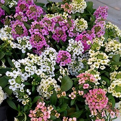 アリッサム（スイートアリッサム）：アルール花色ミックス植え3.5号ポット 3株セット